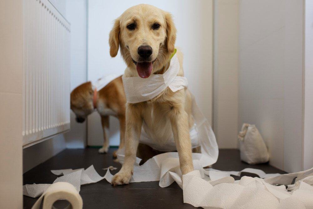 Perro siendo examinado por un veterinario debido a diarrea y problemas digestivos