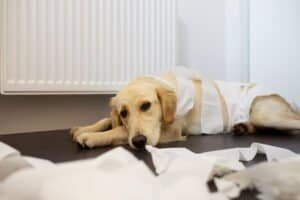 Perro siendo evaluado por un veterinario debido a vómitos persistentes y problemas digestivos