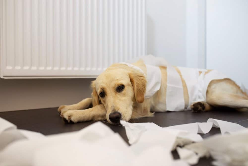 Perro siendo evaluado por un veterinario debido a vómitos persistentes y problemas digestivos