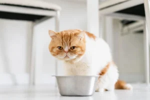 Gato siendo examinado por un veterinario debido a pérdida de apetito y falta de alimentación