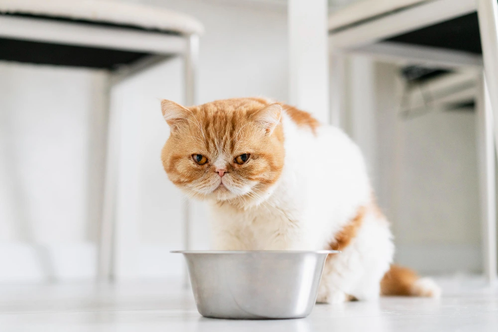 Gato siendo examinado por un veterinario debido a pérdida de apetito y falta de alimentación