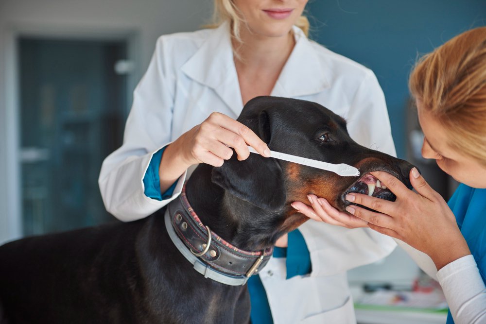 Odontología veterinaria para perros y gatos en Lima