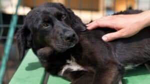 Perro siendo examinado por un veterinario tras ingerir un cuerpo extraño que podría causar una obstrucción intestinal