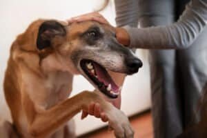 Perro con cojera siendo examinado por un veterinario para diagnosticar una lesión en la pata