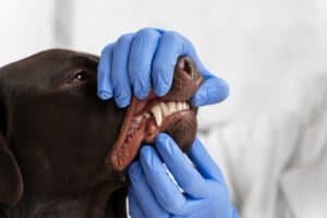 Perro con enfermedad periodontal siendo examinado por un veterinario durante una revisión dental.