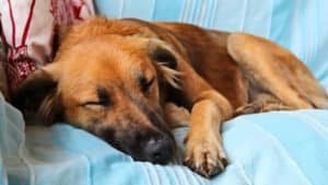 Perro con gastritis siendo examinado por un veterinario debido a vómitos y dolor abdominal.