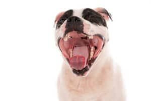 Perro con mal aliento siendo evaluado por un veterinario durante un examen de la cavidad oral.