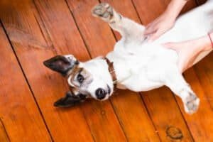 Perro con abdomen inflamado siendo evaluado por un veterinario durante un examen clínico.