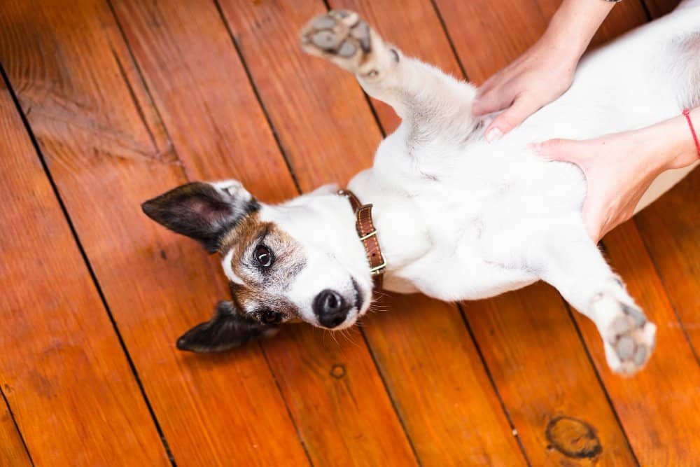 Perro con abdomen inflamado siendo evaluado por un veterinario durante un examen clínico.