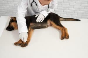 Perro con obstrucción intestinal siendo examinado por un veterinario debido a vómitos y dolor abdominal.