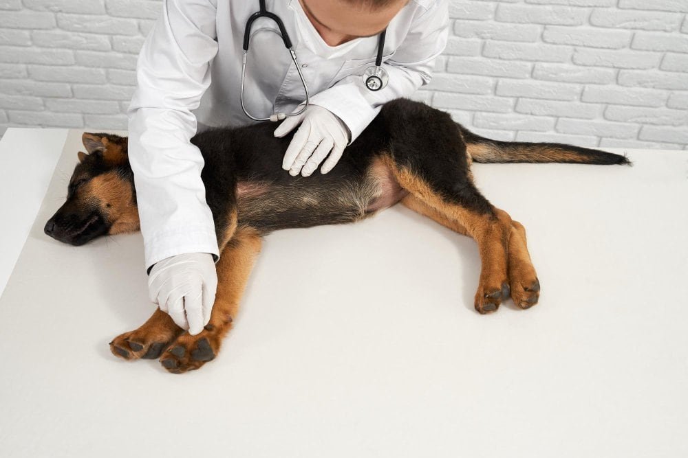 Perro con obstrucción intestinal siendo examinado por un veterinario debido a vómitos y dolor abdominal.