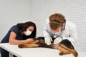 Perro con pancreatitis siendo evaluado por un médico veterinario debido a dolor abdominal y vómitos.
