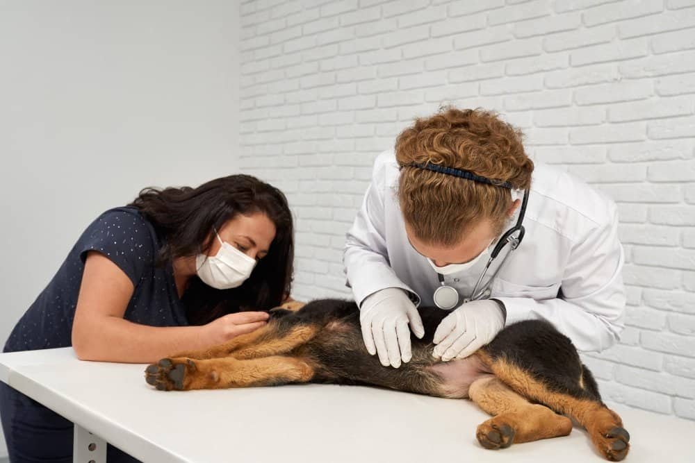 Perro con pancreatitis siendo evaluado por un médico veterinario debido a dolor abdominal y vómitos.