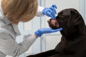 Perro con acumulación de sarro en los dientes durante una revisión odontológica veterinaria.