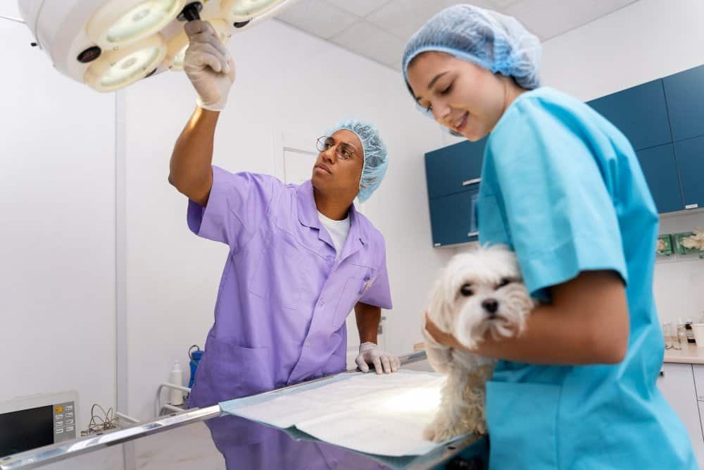 Perro siendo evaluado por un médico veterinario antes de una cirugía veterinaria.