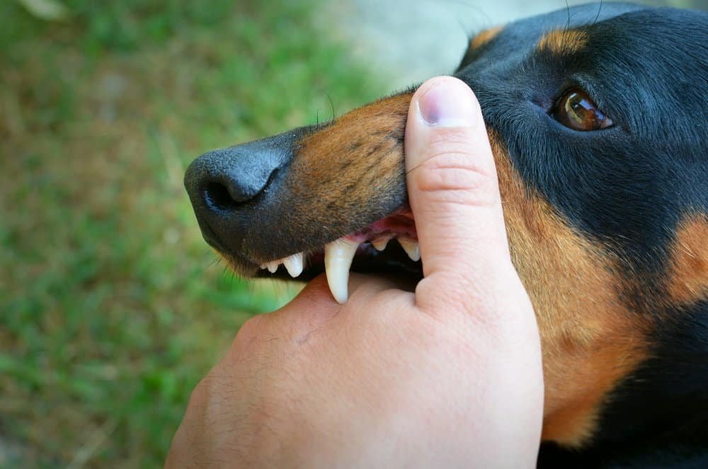 Perro con encías inflamadas y enrojecidas