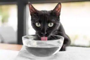 Gato bebiendo mucha agua de su bebedero