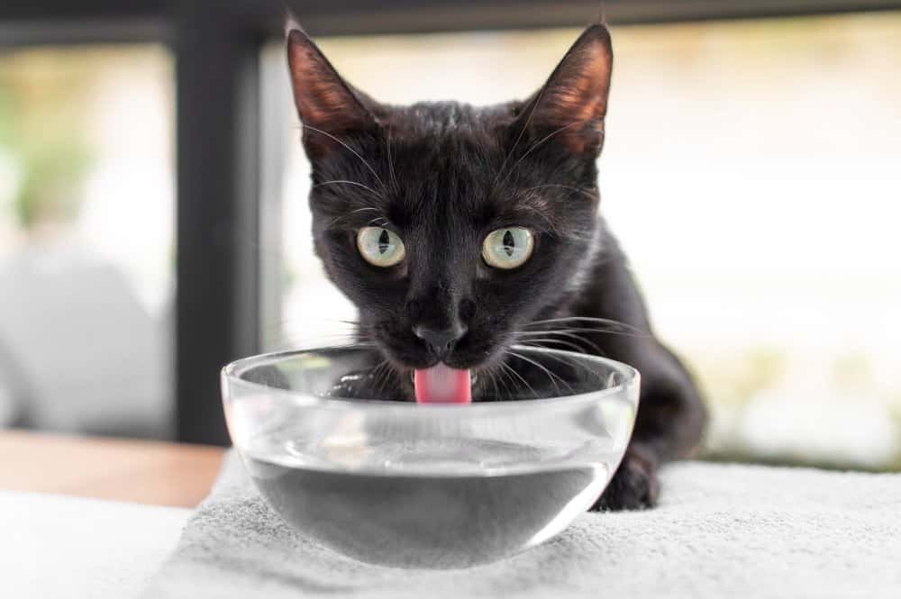 Gato bebiendo mucha agua de su bebedero