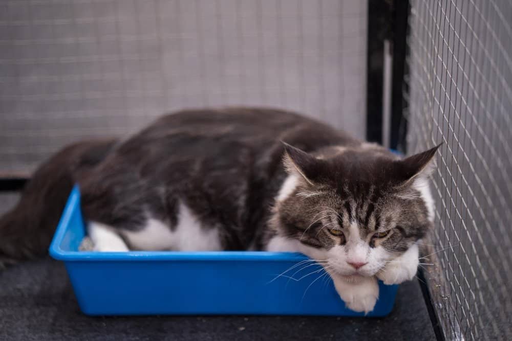 Gato orinando fuera del arenero por posible problema urinario