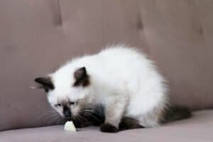 Gato con síntomas de vómito