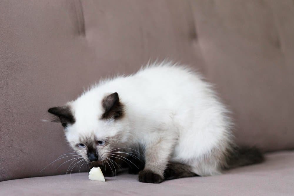 Gato con síntomas de vómito