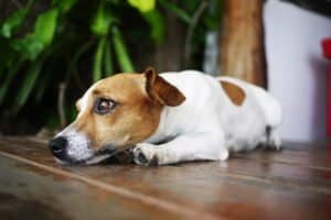 Perro decaído y sin energía acostado en casa