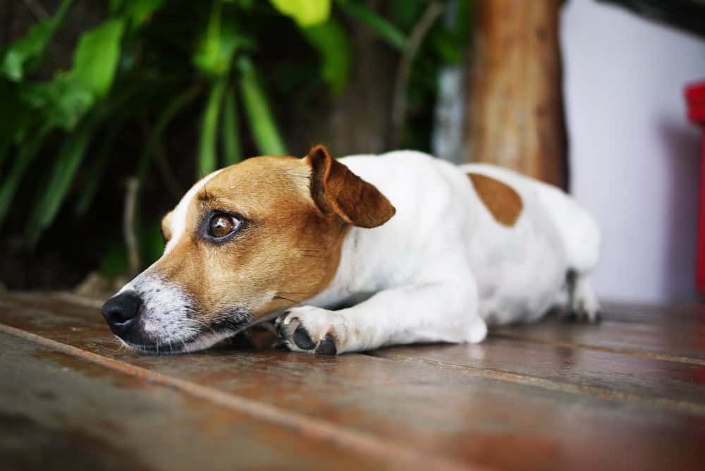Perro decaído y sin energía acostado en casa