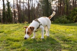 Perro orinando durante un paseo