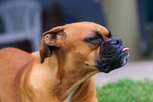 Perro respirando rápido y mostrando signos de dificultad respiratoria