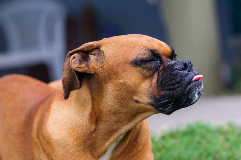 Perro respirando rápido y mostrando signos de dificultad respiratoria