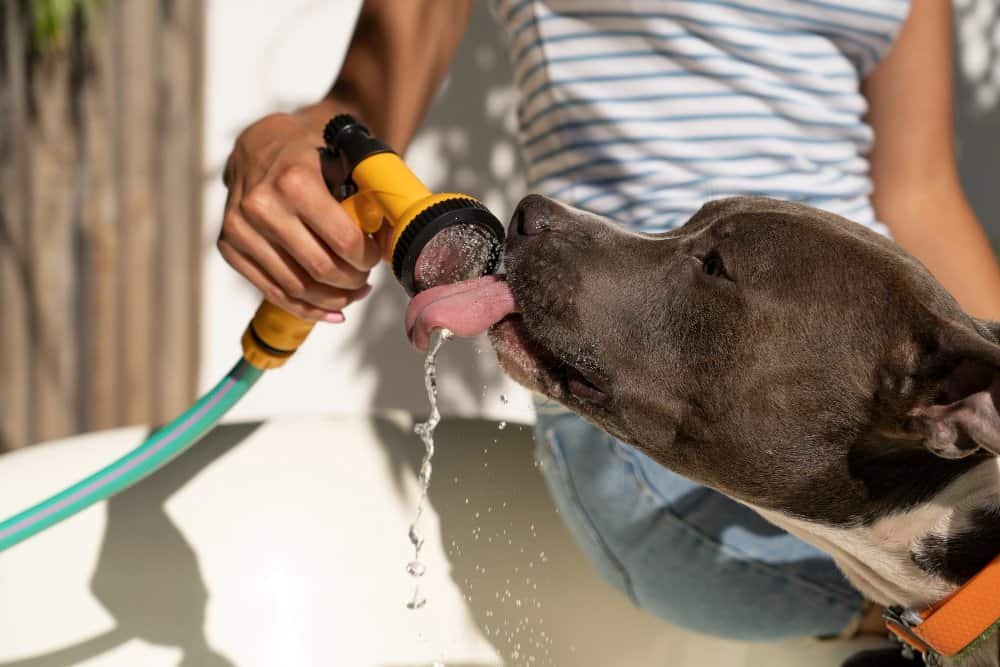 Perro bebiendo mucha agua