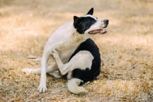 Mi perro se rasca mucho por picazón en la piel