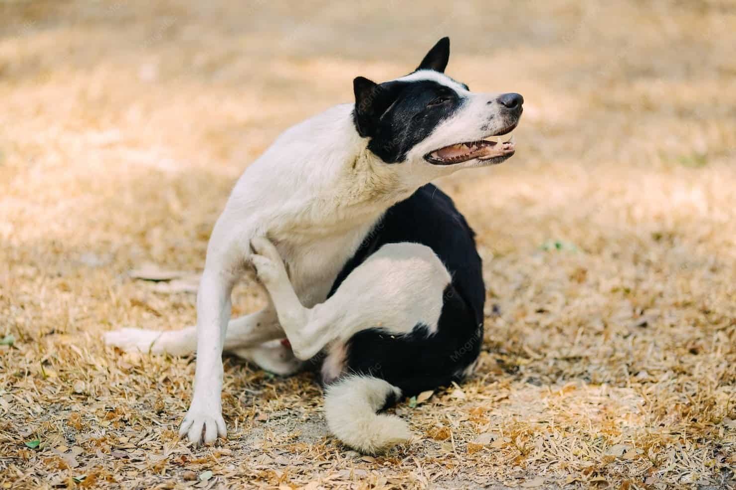 Mi perro se rasca mucho por picazón en la piel