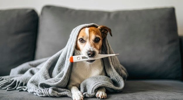 Perro con fiebre y signos de malestar